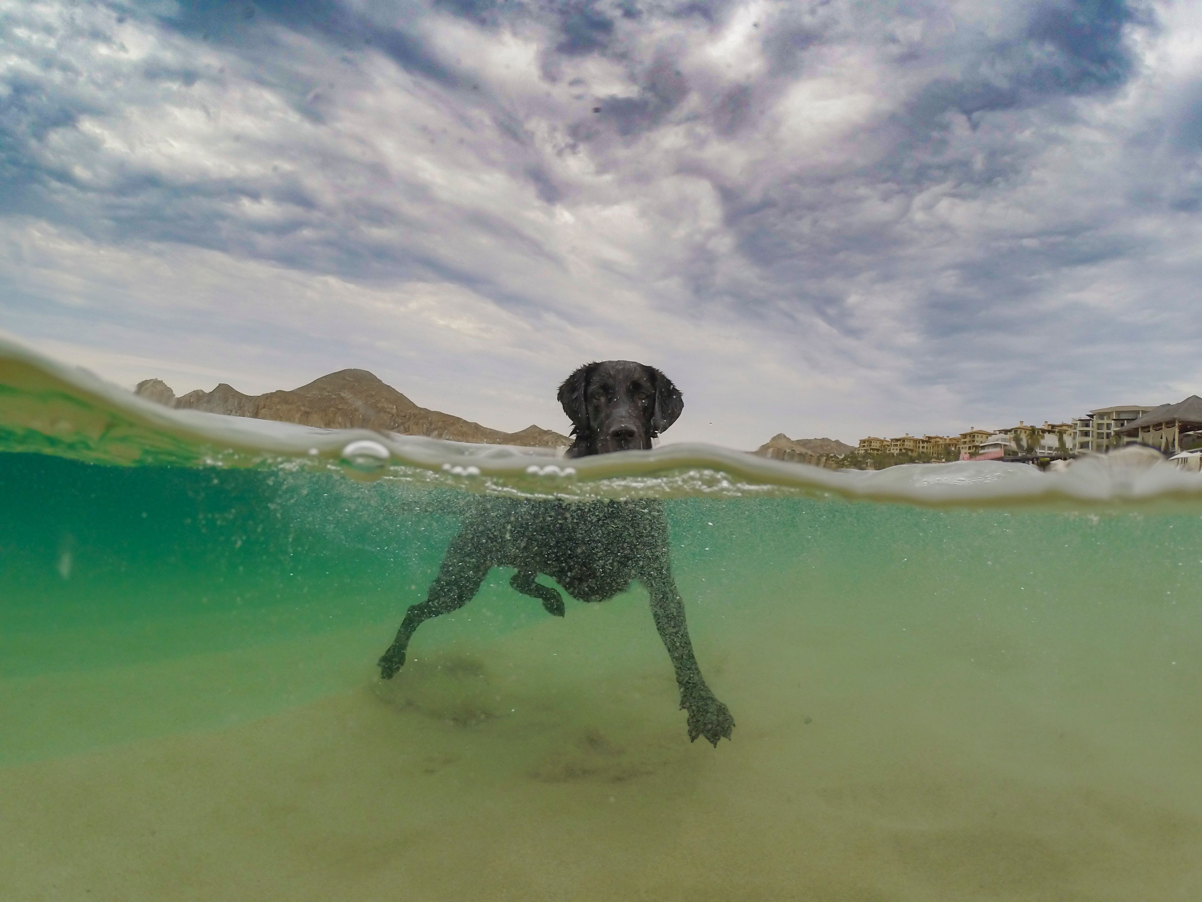 Fotomural Fotos de stock gratuitas de vida de perros