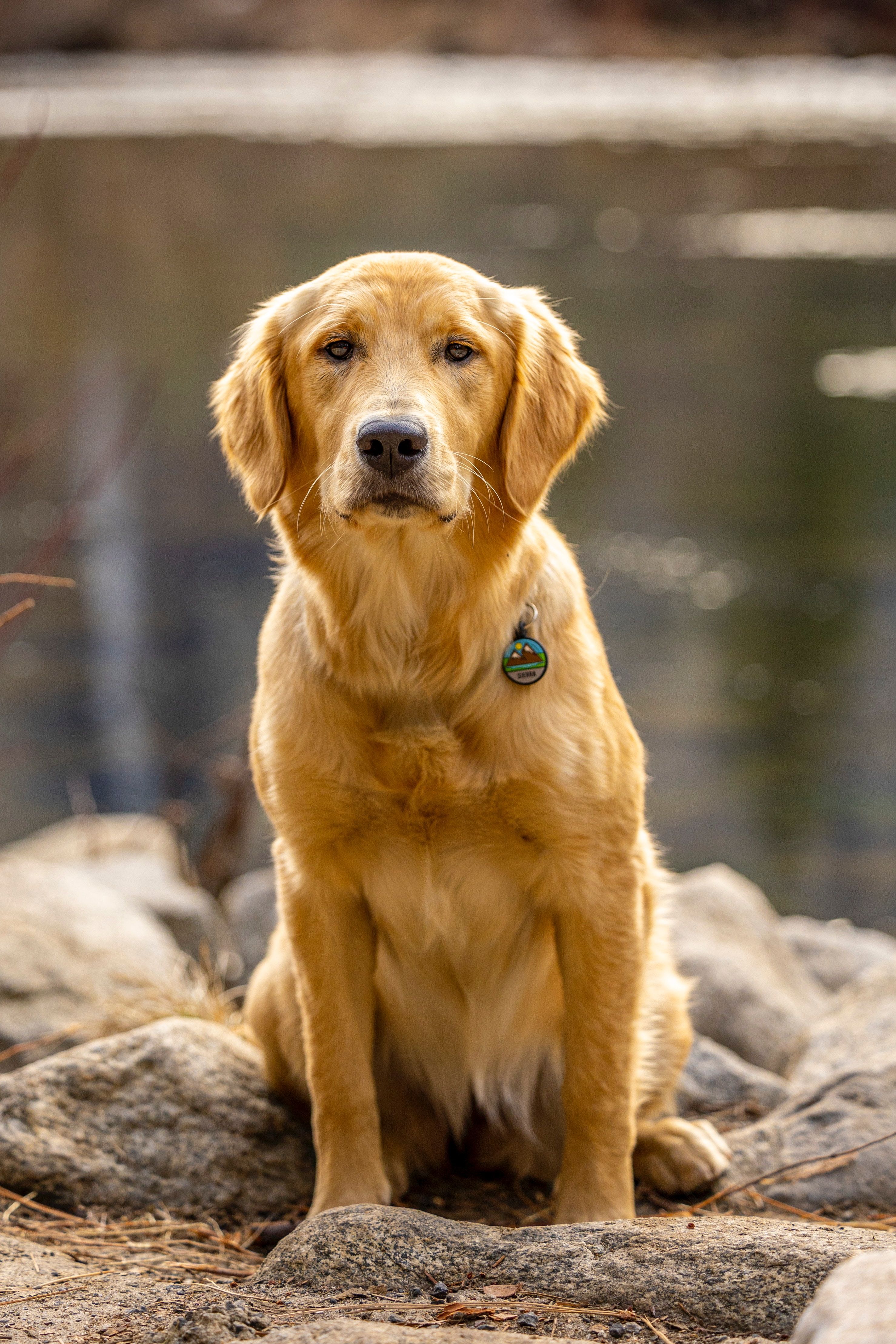 A Golden Retriever Sitting Outside by the Water · Free Stock Photo