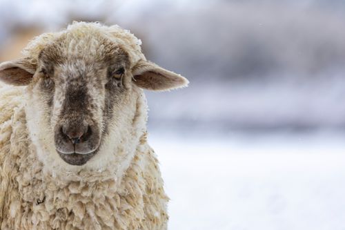 Free Close-up of a sheep with snowy background, perfect for winter themes. Stock Photo