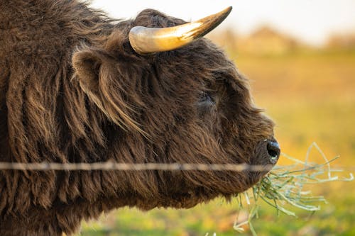 Close-up of a Highland Cattle Eating Grass