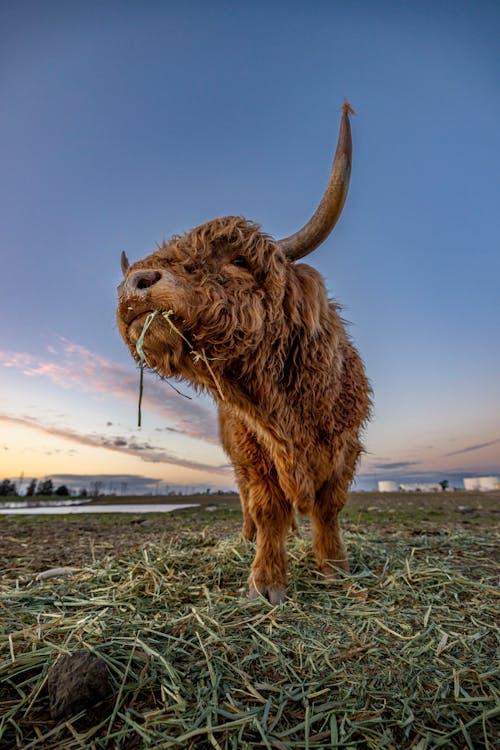 Gratis stockfoto met dierenfotografie, hoogland vee, hooi