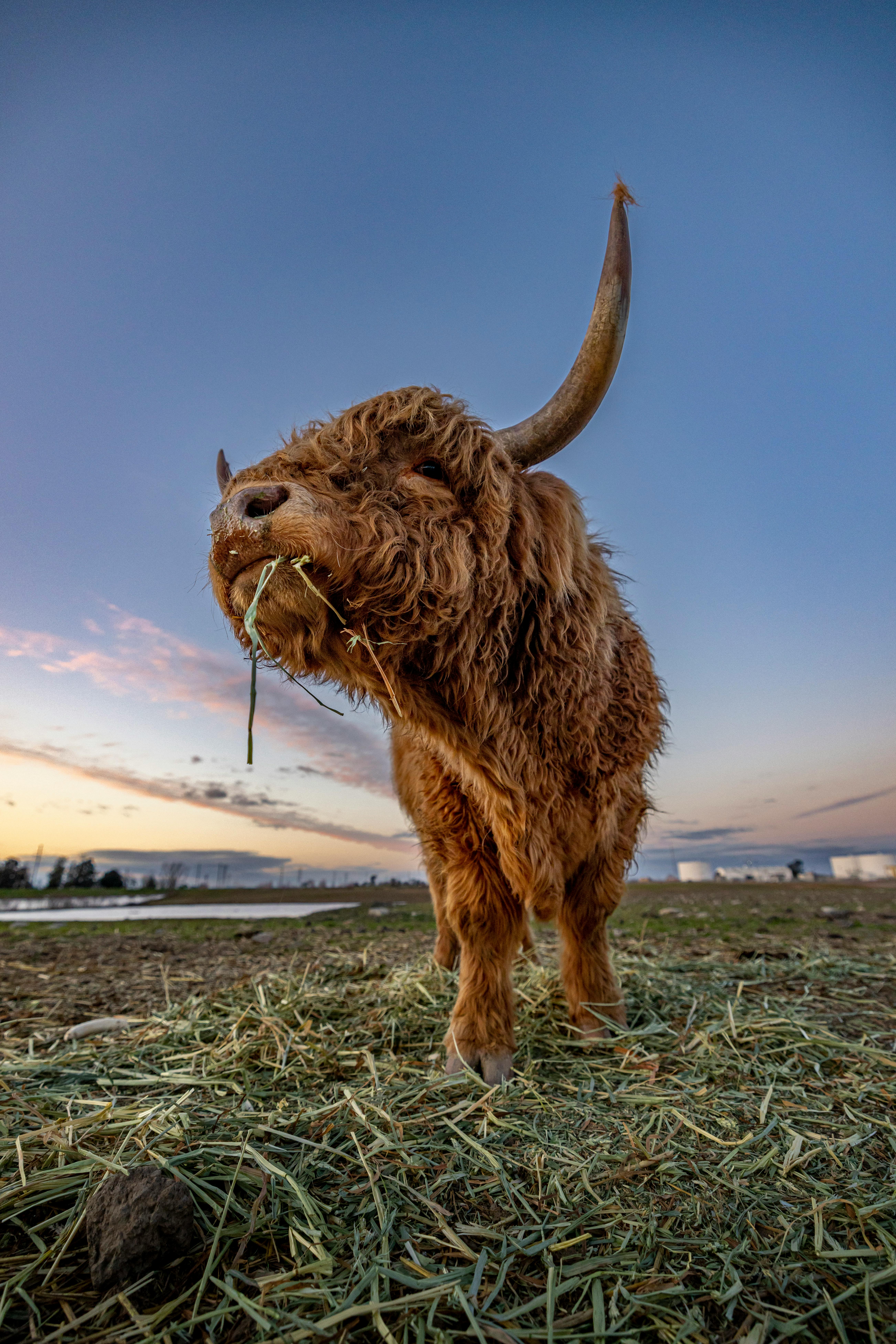 Gratuit Photos gratuites de agriculture, angle moyen, animal domestique Photos