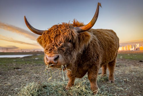 Δωρεάν στοκ φωτογραφιών με αγελάδα, Αγελάδα των Χάιλαντς, βόδια