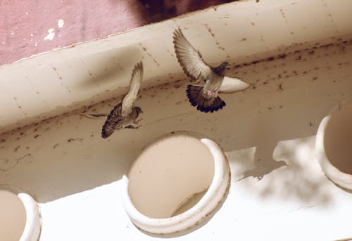 Бесплатное стоковое фото с кормушка для птиц, марокко, птичий домик