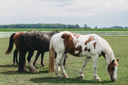 動物攝影, 吃草, 家畜 的 免費圖庫相片