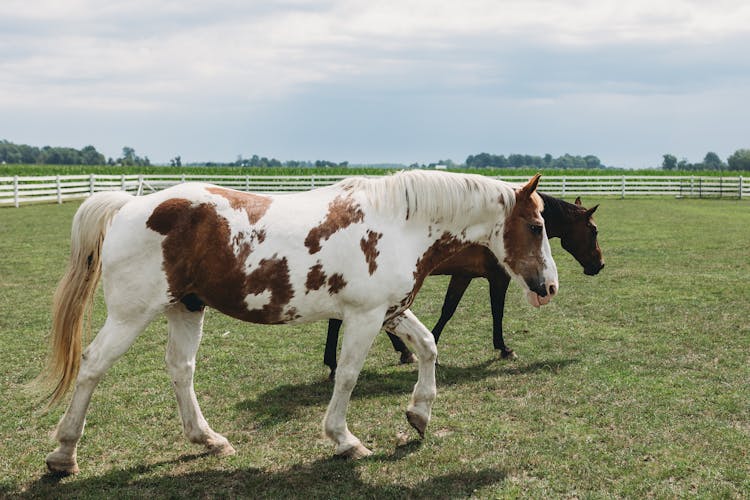 Horses In The Ranch Corral