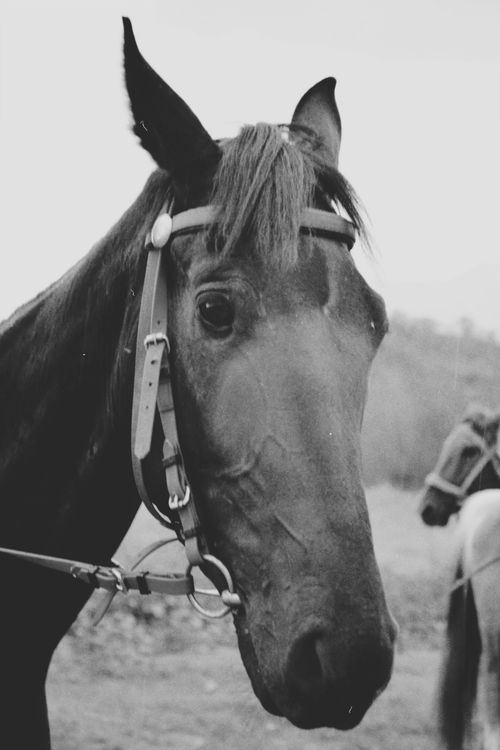 Free Black and white close-up of a horse in Talgar, Almaty Region, Kazakhstan. Stock Photo