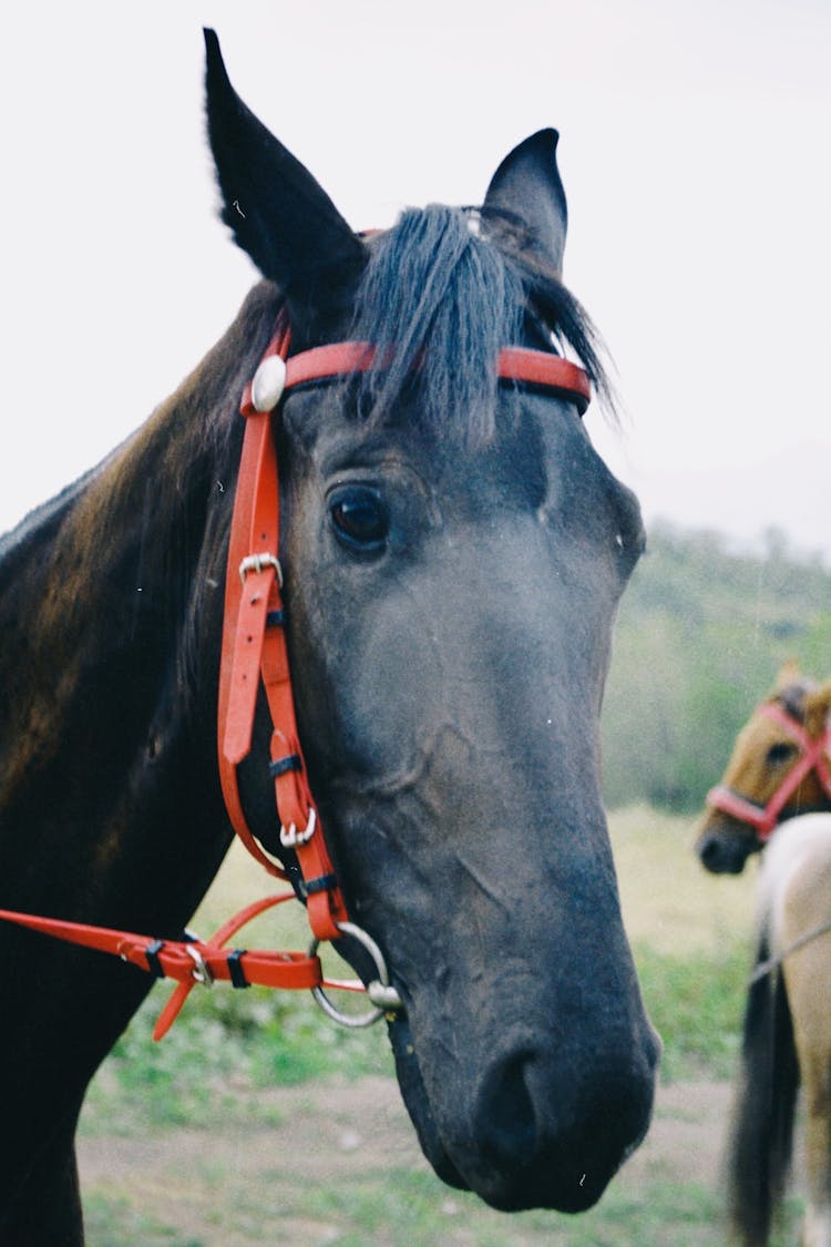 Portrait Of A Black Horse Wearing A Bridle