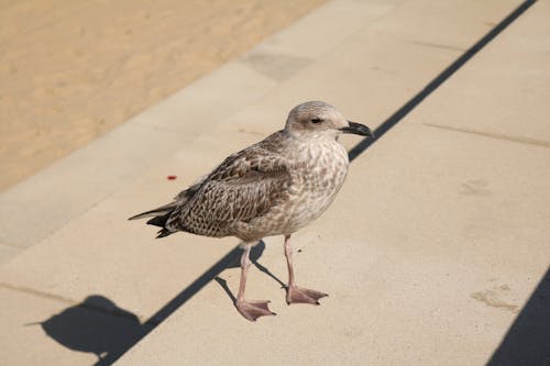 Photos gratuites de mouette