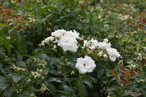 คลังภาพถ่ายฟรี ของ กุหลาบขาว, ดอกกุหลาบ, ดอกไม้