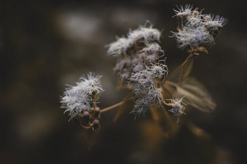 Free Macro Shot of White Flower Stock Photo