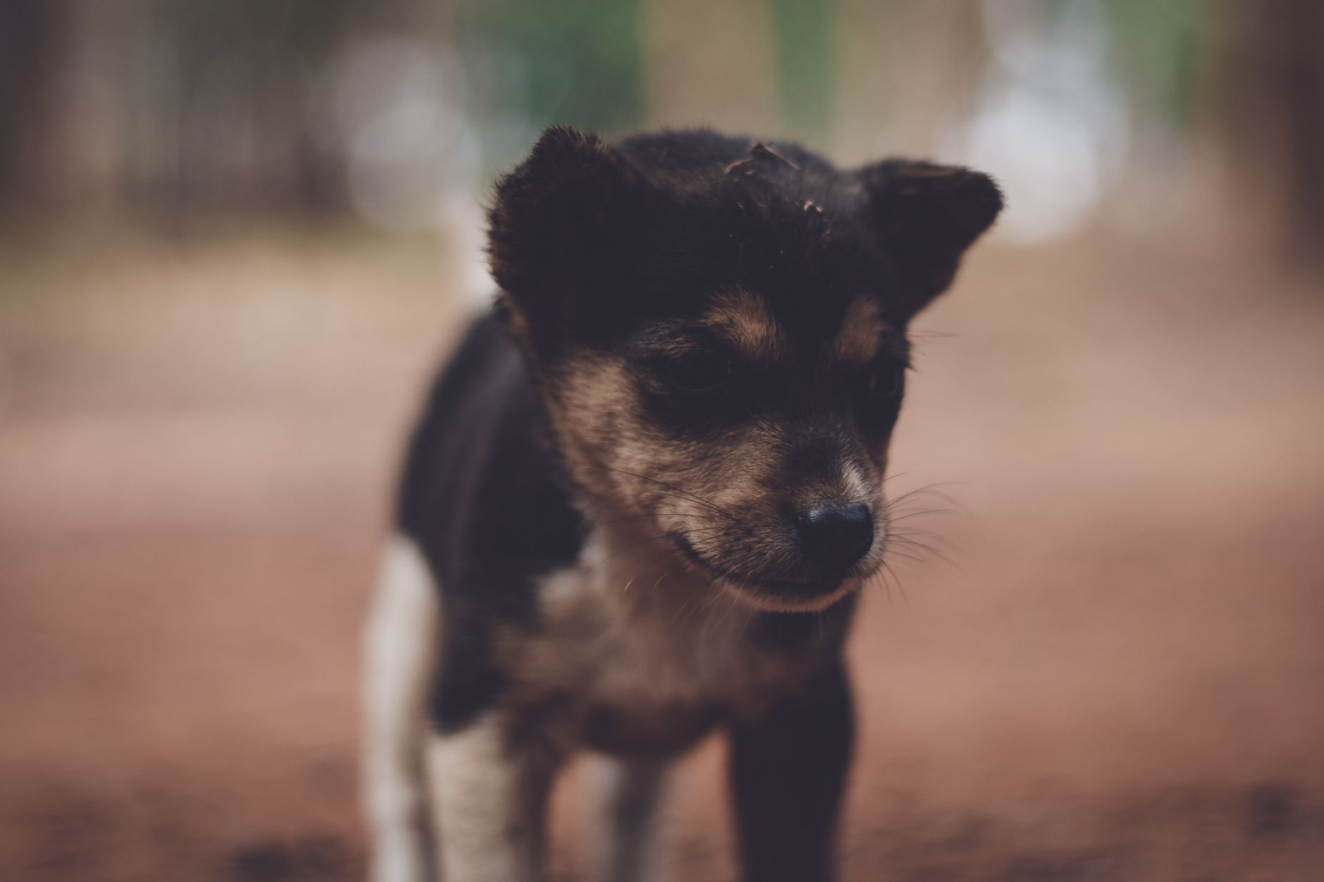 Portrait of a dog at a veterinary clinic