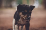 这只可爱的小狗在户外拍摄，镜头温暖柔和，非常适合宠物爱好者