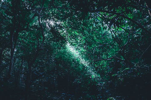 Green Leafed Plants