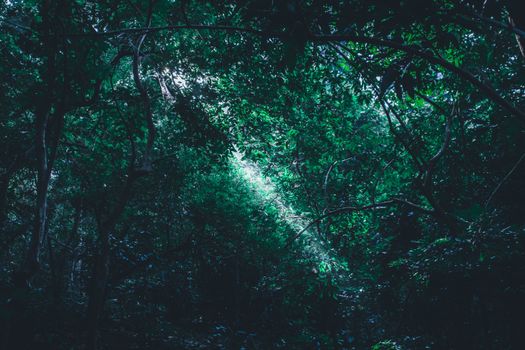 A beam of sunlight pierces through a lush green forest, creating a serene and magical ambiance.