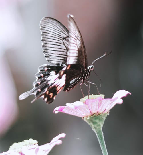 動物, 棕色的蝴蝶, 美丽的花 的 免费素材图片