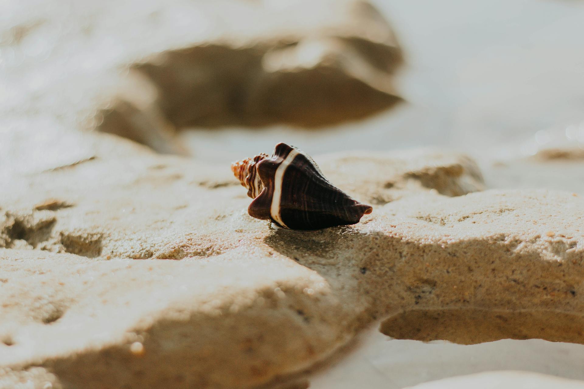 Shell on Stone on Sea Shore