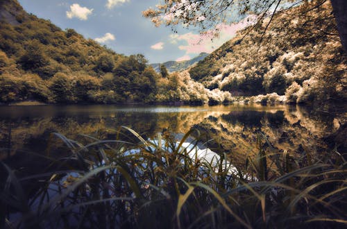 Foto stok gratis alam liar, danau, hutan