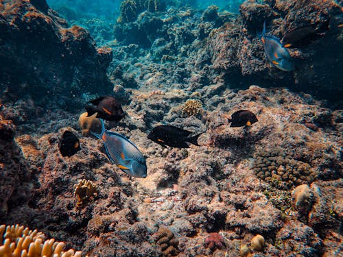 Immagine gratuita di esotico, fondali marini, mare