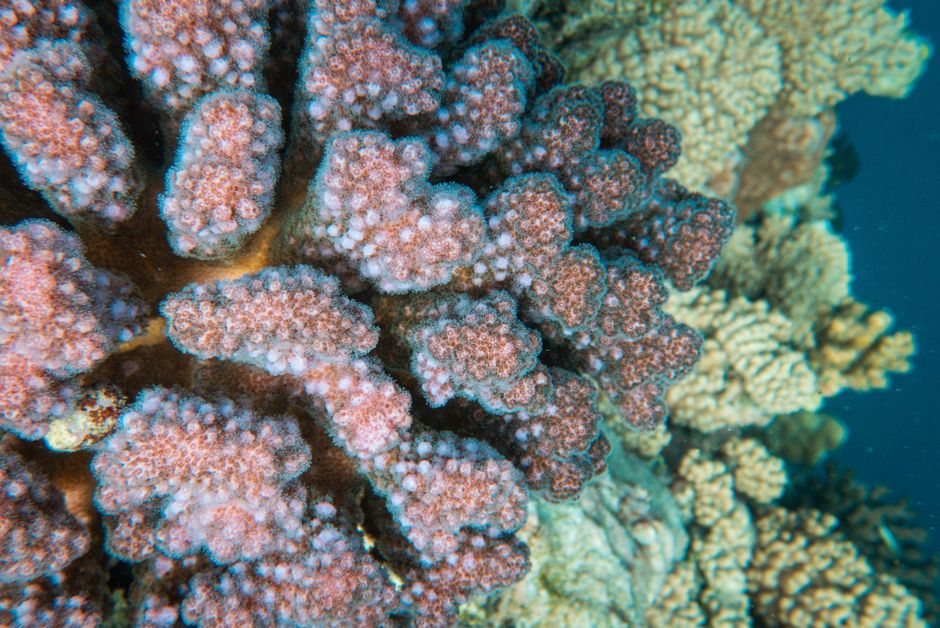 Great Barrier Reef Luxury Expedition Cruise cabin booking 7 days 6 night - Detailed close-up of a colorful coral reef showcasing vibrant textures underwater.