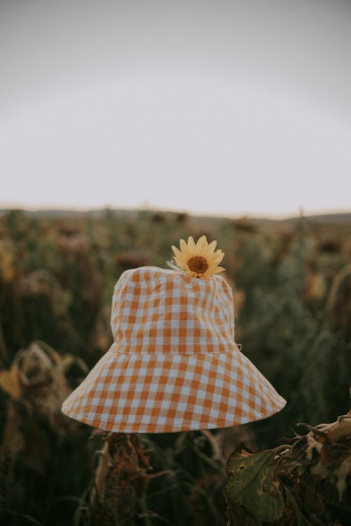 Fotos de stock gratuitas de campo, comprobado, girasol