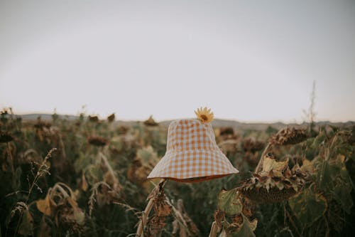 Bucket Hat With a Flower Left in a Field of Withering Sunflowers
