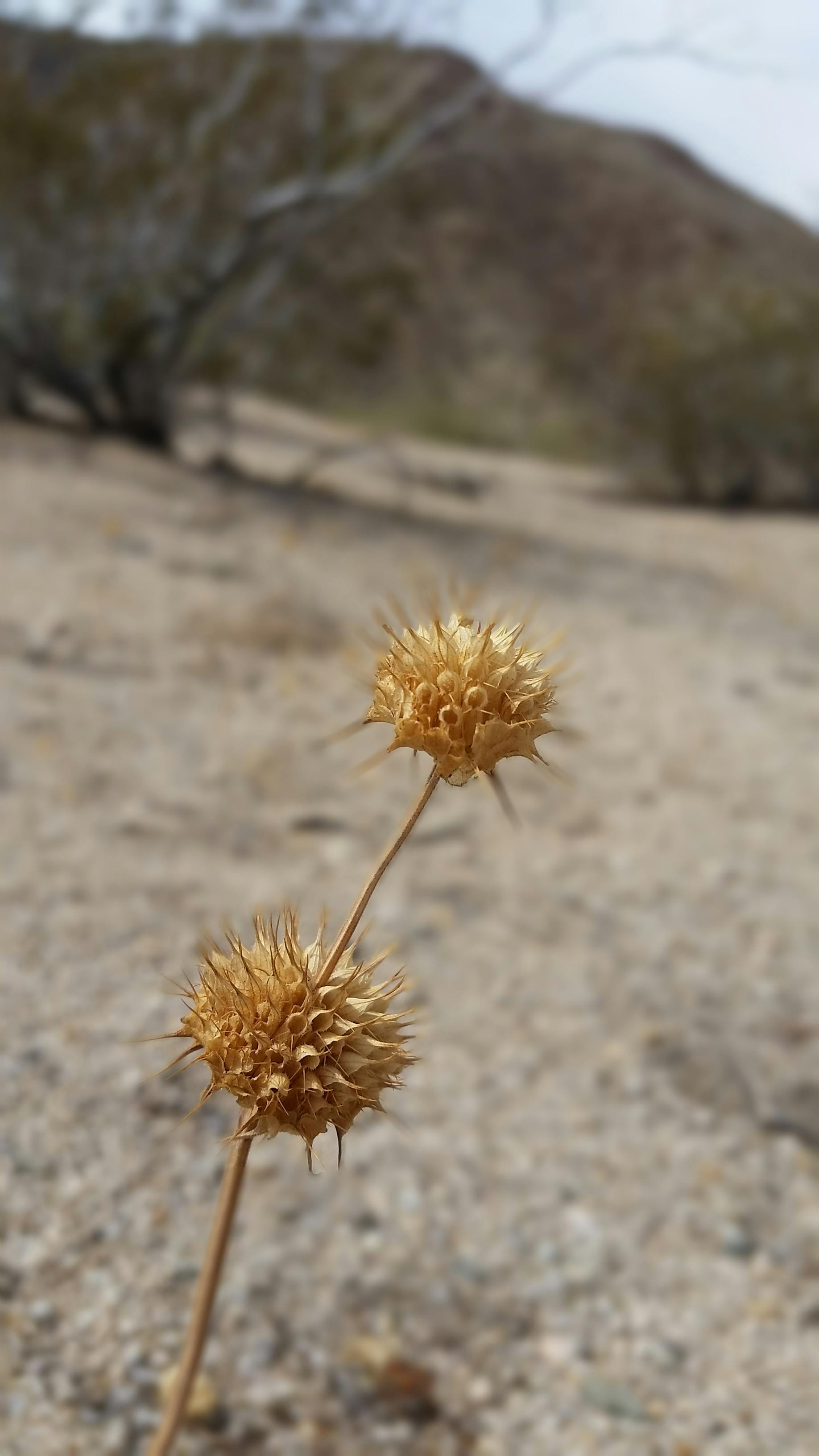 Free stock photo of arizona, desert, desert flower
