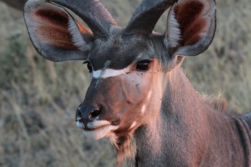 Immagine gratuita di africa, animale, antilope