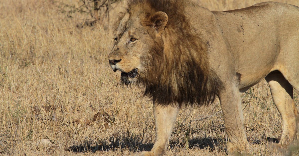 A lion walking through a field of dry grass