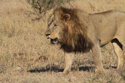 Lion walking through dry grass