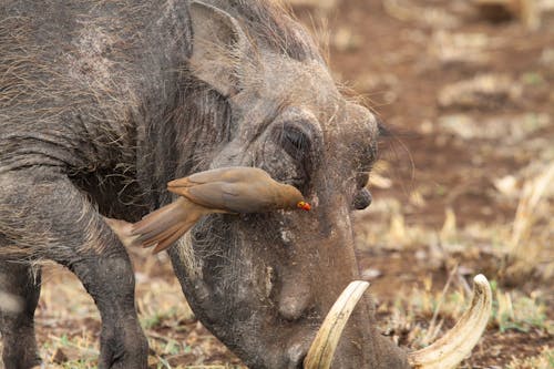 A warthog with a bird in its mouth