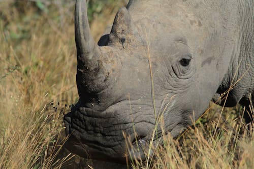 Closeup of Rhino Head