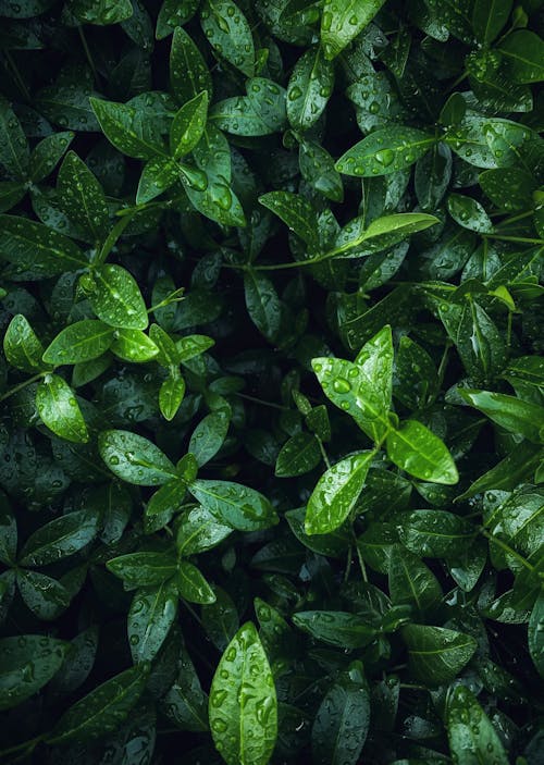 Green Leaves of the Shrub Wet from the Rain