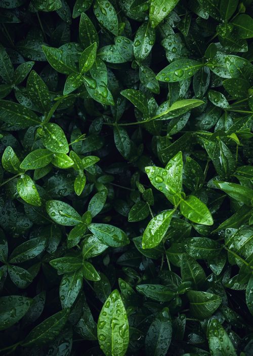 Free Close-up of vivid green leaves with fresh dewdrops, creating a lush, wet texture perfect for nature themed backgrounds. Stock Photo