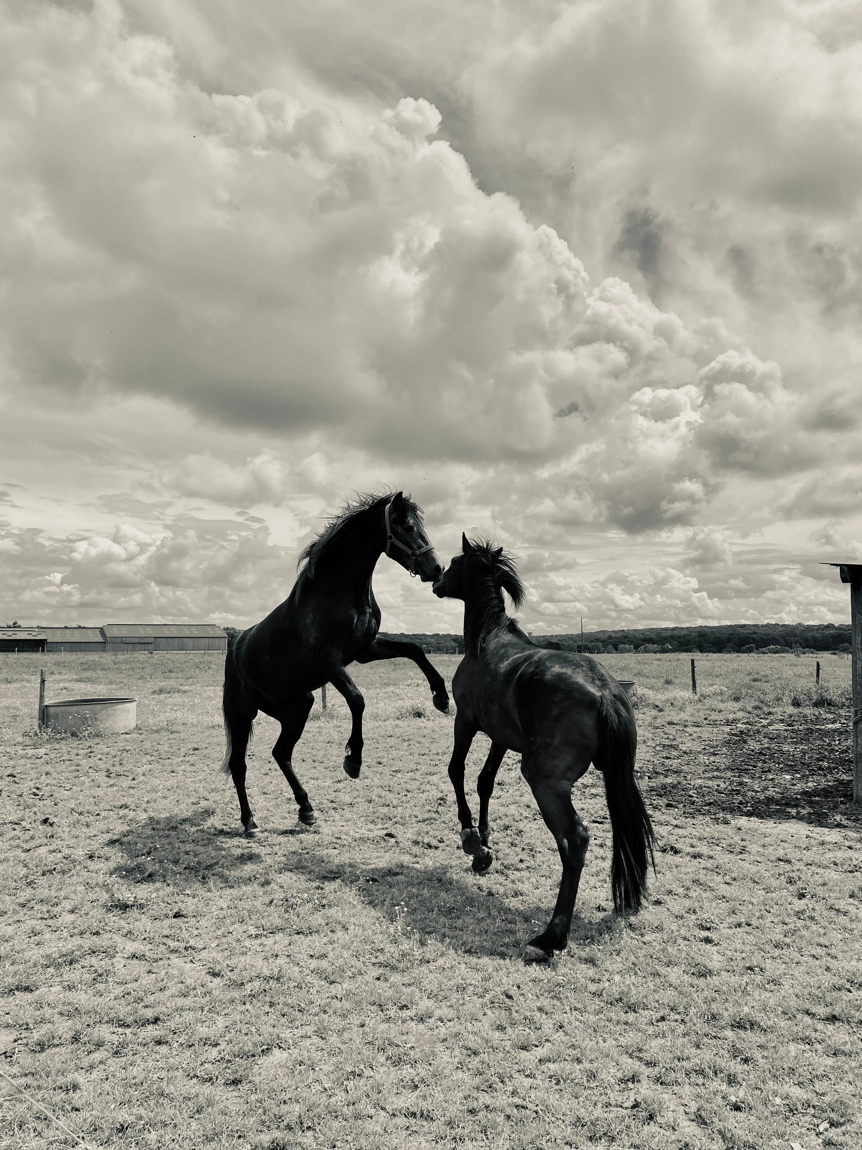 Two horses prancing playfully in an open field under dramatic clouds.