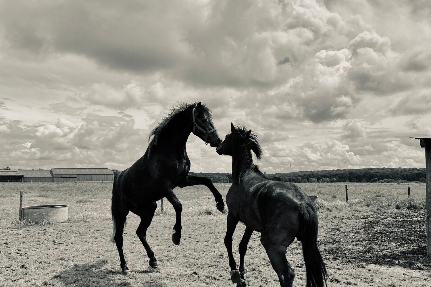 Stallion Video Stallion Photos, Download The BEST Free Stallion Stock Photos & HD Images
