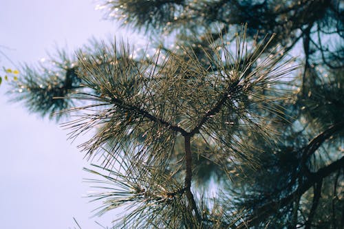 Foto d'estoc gratuïta de arbre de pi, backgound, macro