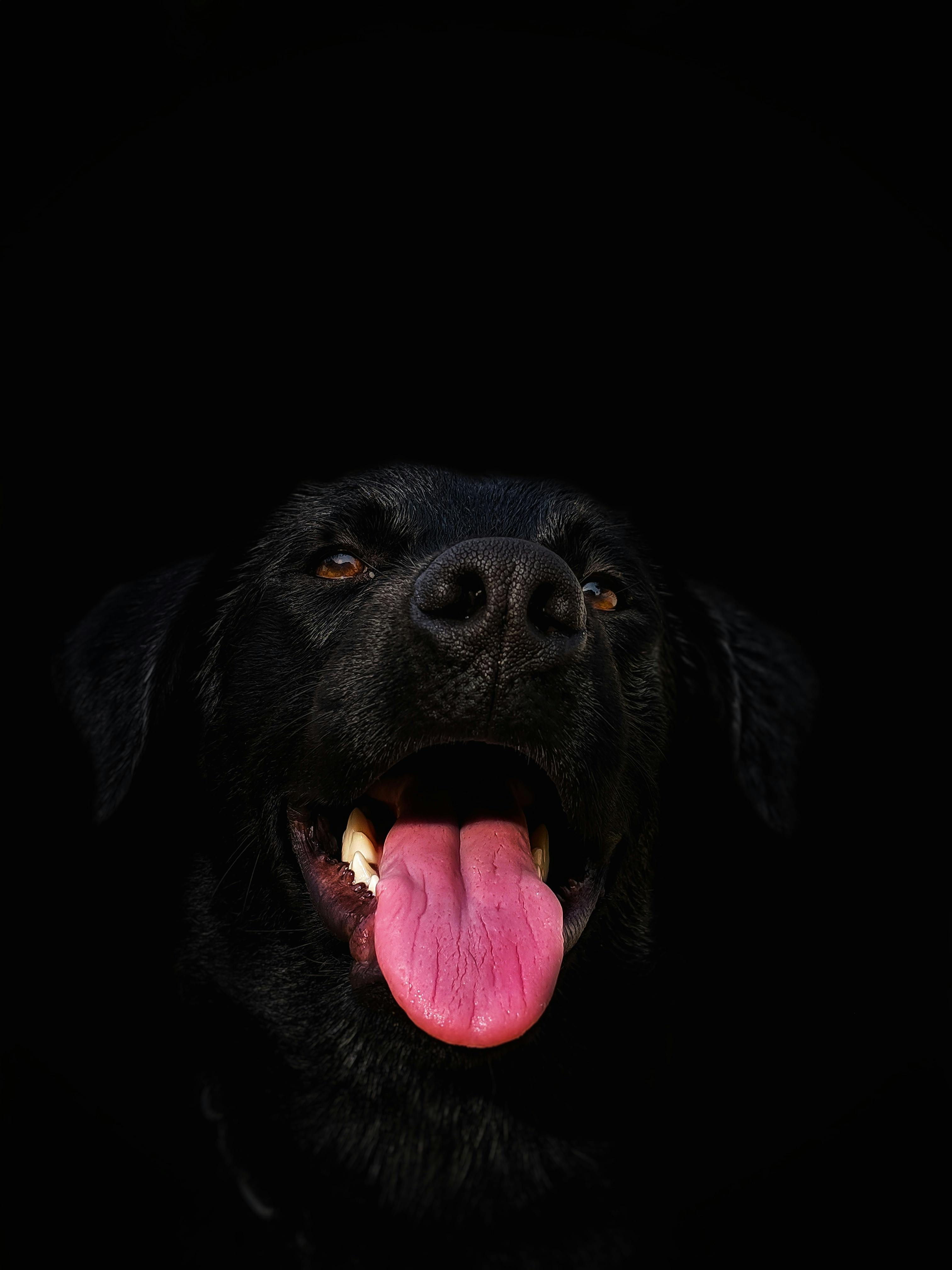 Unduh 300+ Wallpaper Black Dog HD Paling Keren Unduh 300+ Wallpaper Black Dog HD Paling Keren