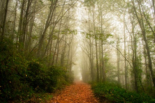 Imagine de stoc gratuită din arbori, cale, ceață