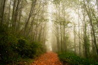 一条薄雾小路穿过雾气缭绕的森林，两旁绿树成荫，树木参天