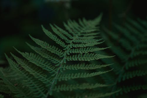 Free Close up of Fern Stock Photo