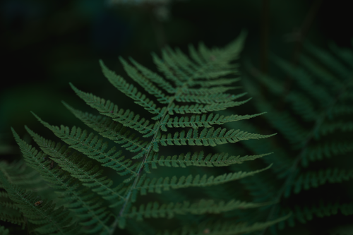 Free Detailed close-up of lush green fern leaves showcasing natural textures and patterns. Stock Photo