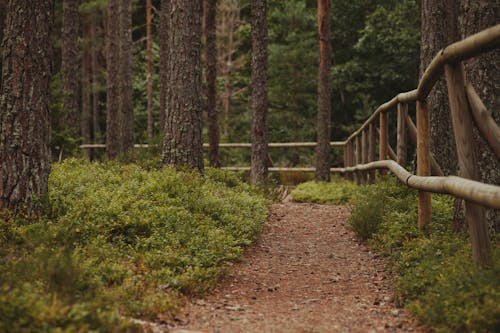 Footpath and a Wooden Fence in a Forest 