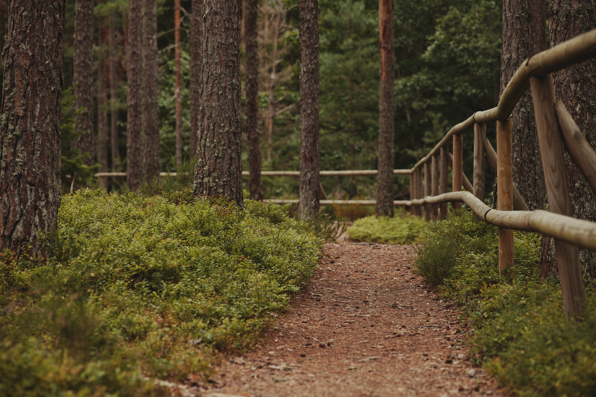 Un sendero de tierra que serpentea por un bosque de pinos de montaña