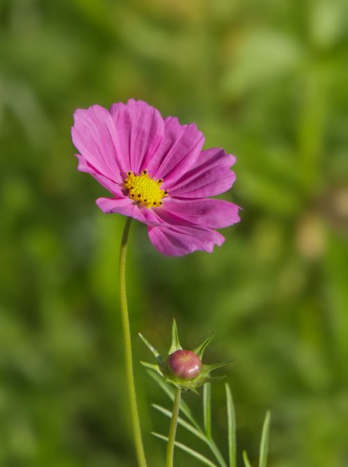 Free Close-up of a pink cosmos flower with a blurred green background, showcasing nature's beauty. Stock Photo