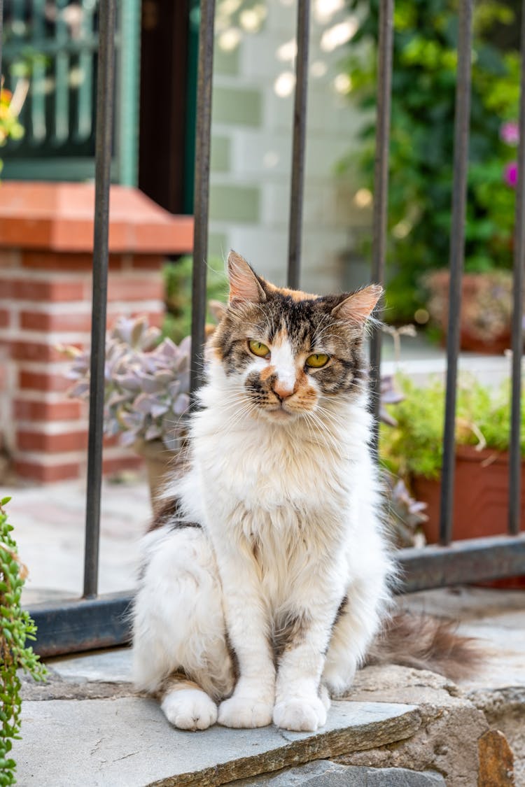 Close Up Of Cat On Wall