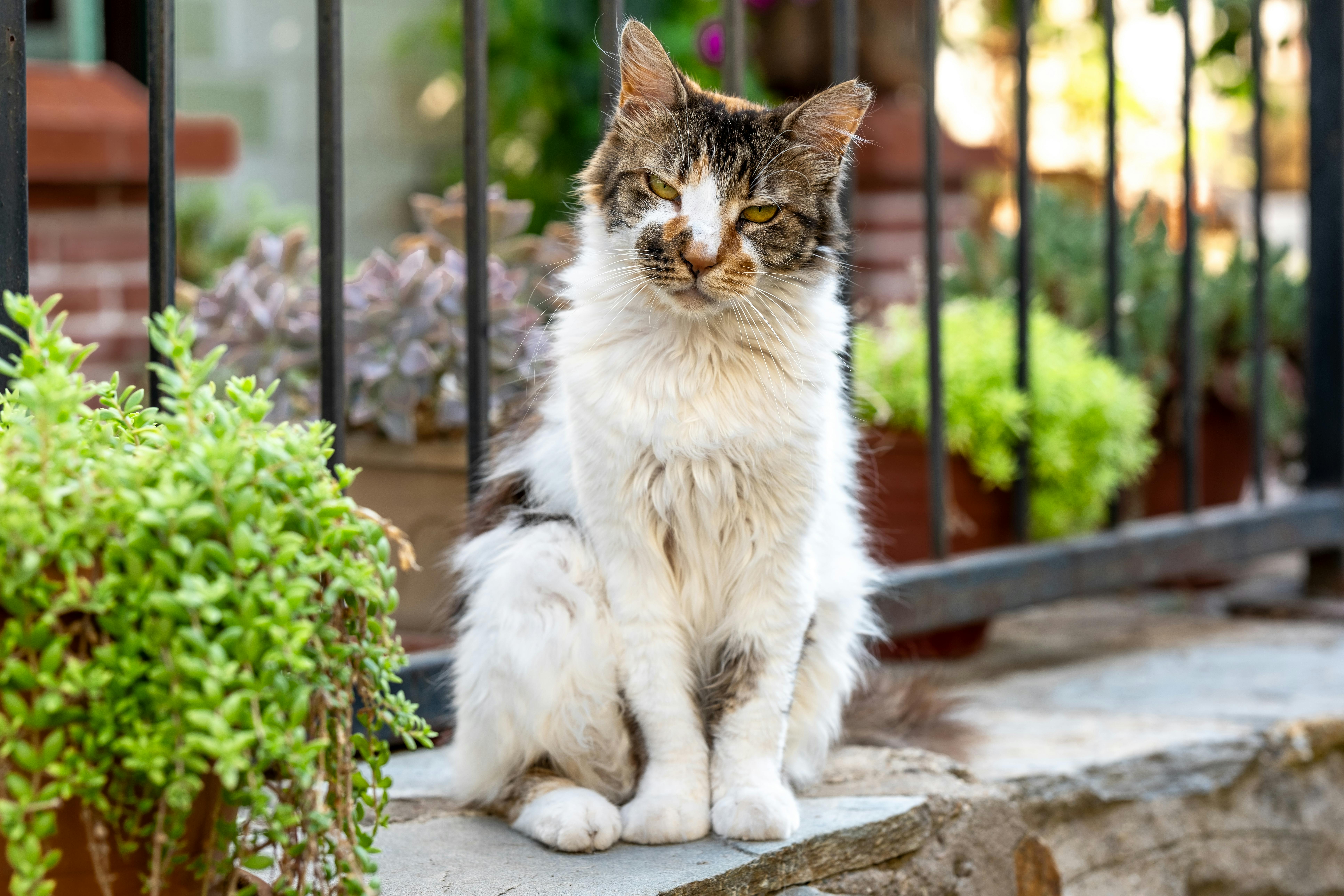 Close-up of a fluffy cat sitting in an urban garden with plants and a fence in the background.