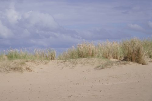 Free Tranquil beach dunes with lush grass under a partly cloudy sky, ideal for nature themes. Stock Photo