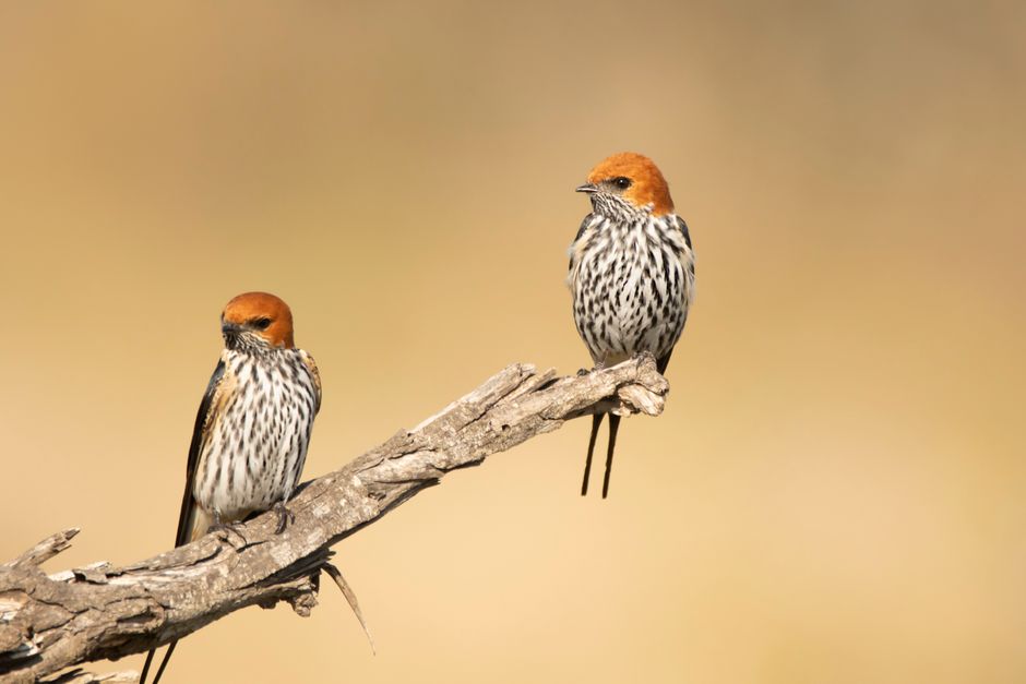 Two lesser striped swallows perched on a branch, showcasing distinctive plumage in a natural setting.