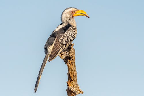 Hornbill Perching on Branch